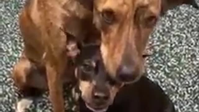 Photo session of dogs