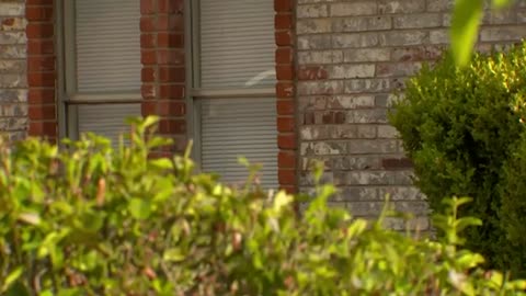 Cobra and tiger seen at Texas woman's home