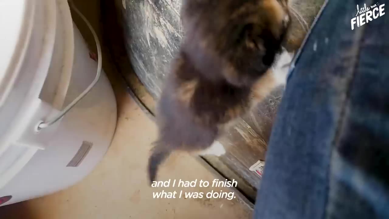 Tiny Kitten Runs Out Of Bushes To Her New Mom