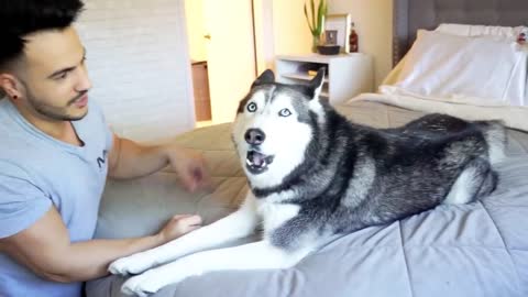 My Husky REFUSES To Take A Bath! (SHE ARGUES!)