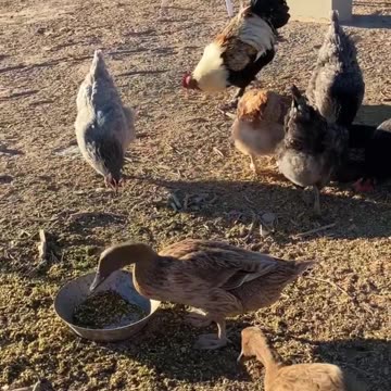 Relaxing Mealtime for Chickens and Ducks - Farmlife is wonderful!