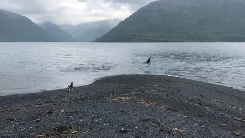 Orcas Come in Close to the Coast