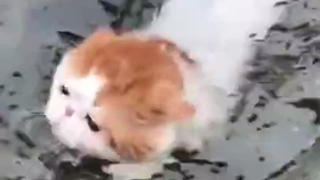 funny cute cats 2