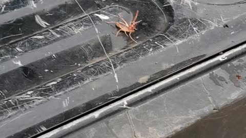 Freaky Looking Spider