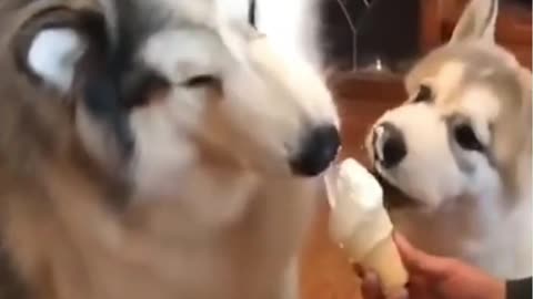 Funny Dog Video 🐶 It's time to LAUGH with Dog's life