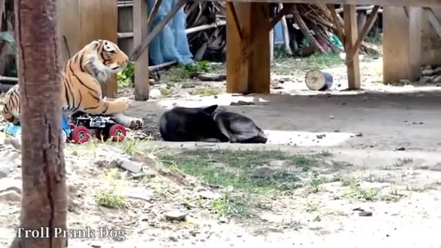 Troll Prank Dog Fake Snake Vs Dog Huge Box vs Prank Sleep Dogs Super Funny, Prank dog So funny