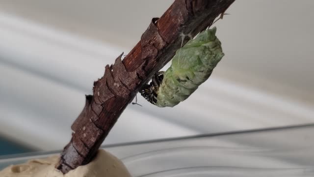 Black swallowtail caterpillar turns to chrysalis