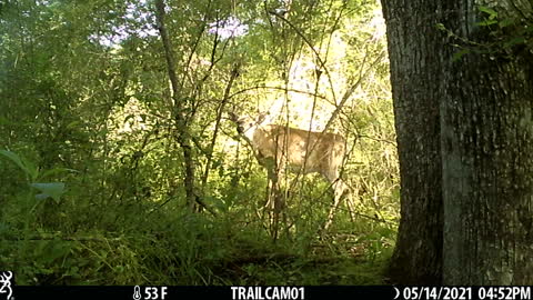 Just taking a stroll in the woods.