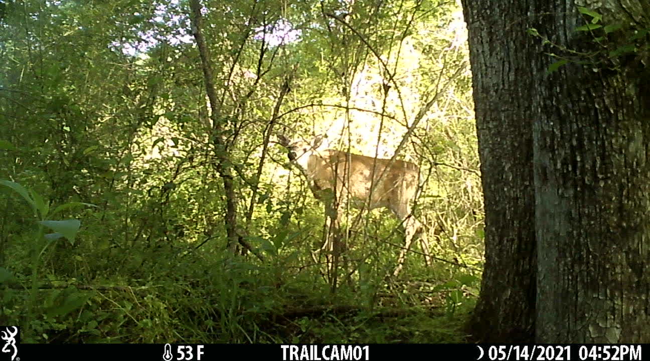 Just taking a stroll in the woods.