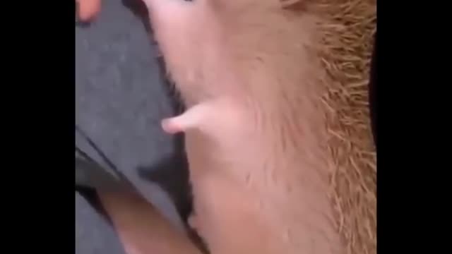 Cute Little Pig And Hedgehog