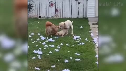 Funny animals go crazy