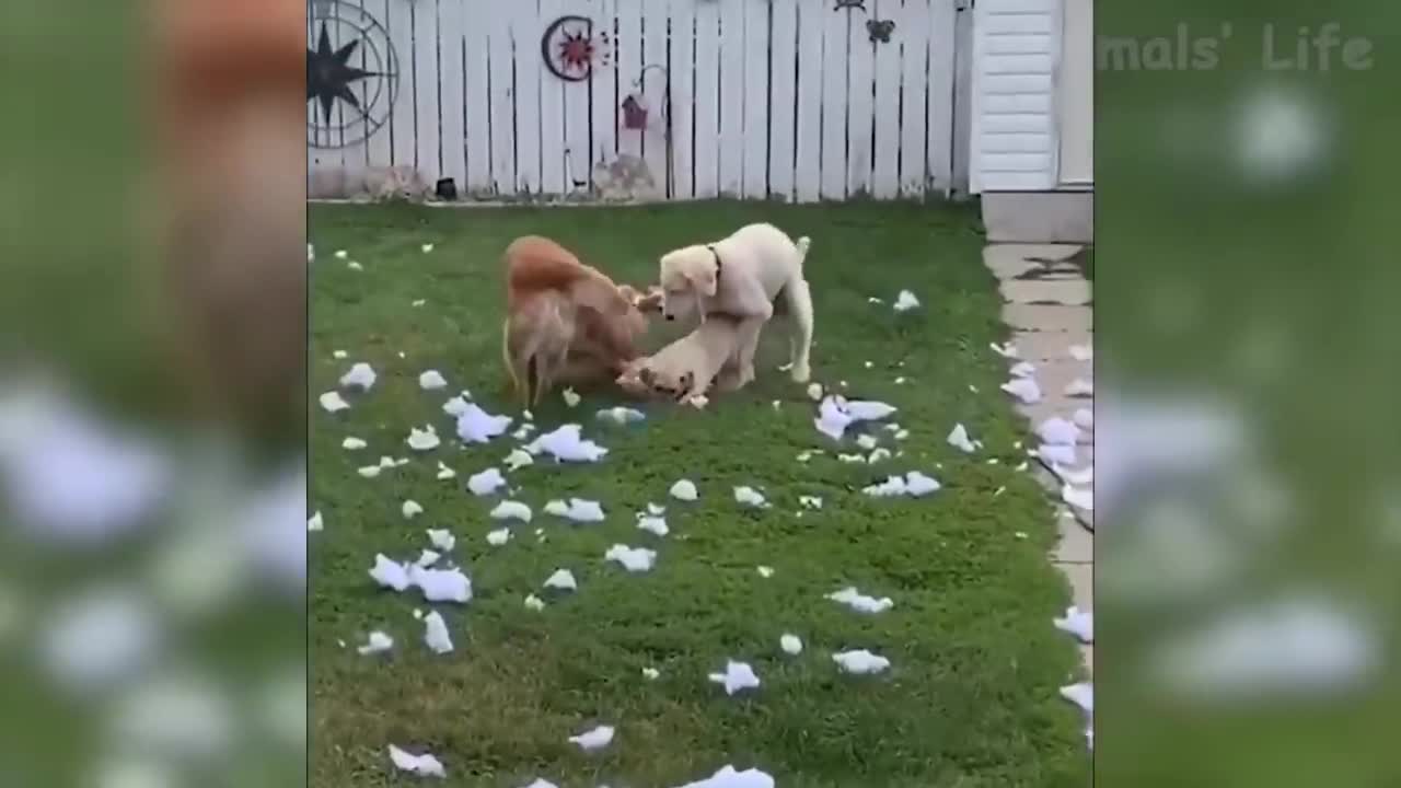Funny animals go crazy