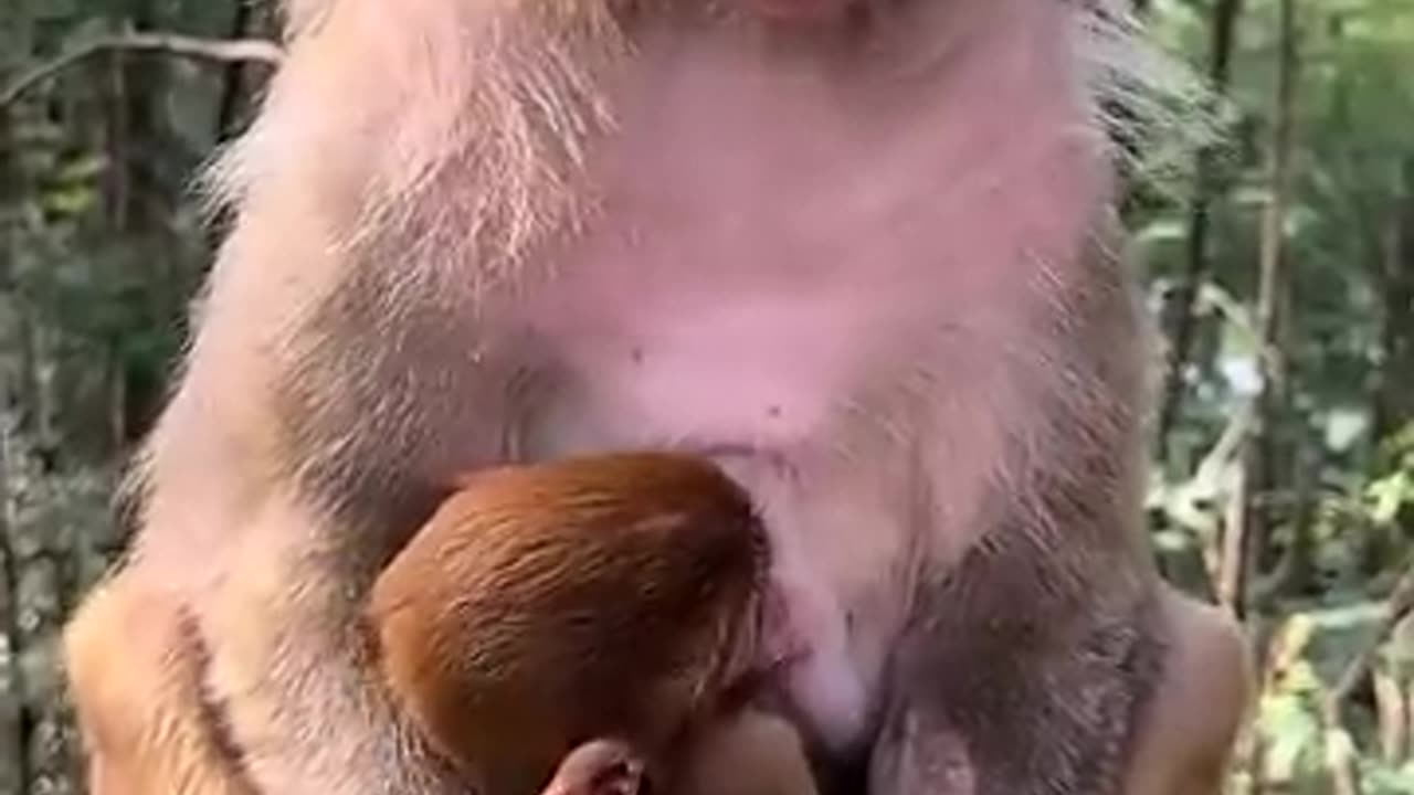 Monkey reactions amazing video