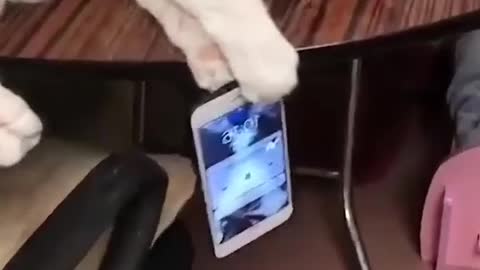 400$ Cat Save phone