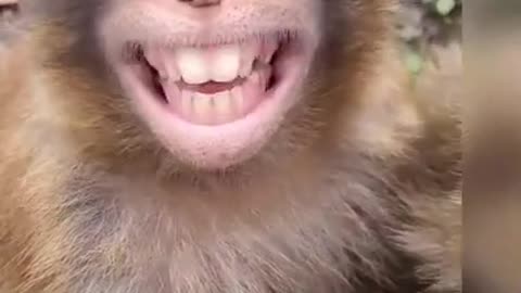 Funny monkey laughing