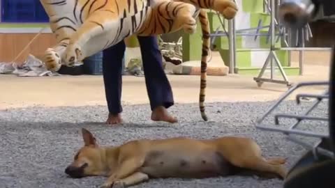 Troll Prank Dog Funny & fake Lion and Fake Tiger Prank To dog369