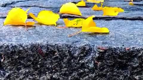 Fallen leaves on the pedestrian street