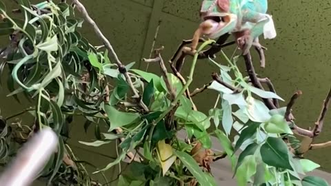 Chameleon Eating Insects