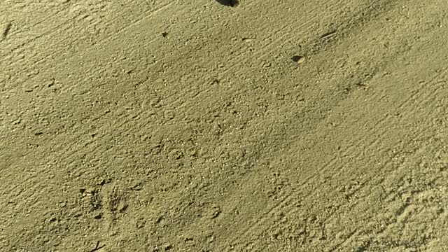 Snake in road