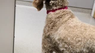 Puppy head tilt waiting for vet