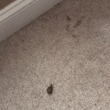 Potty training 2 year old poops in the corner.