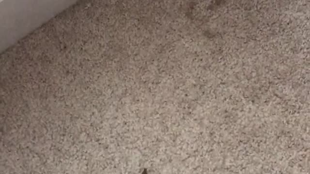 Potty training 2 year old poops in the corner.