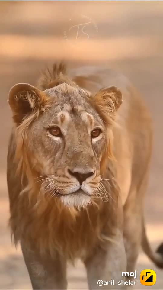 Attitude size living