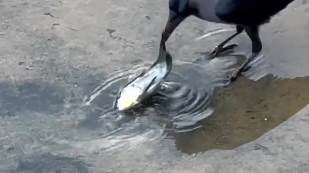 Bird saves a fish.