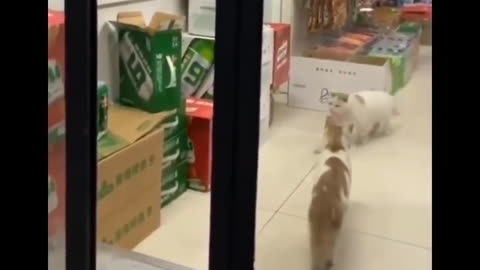 Cat walks in and just thielves the Supermaket!