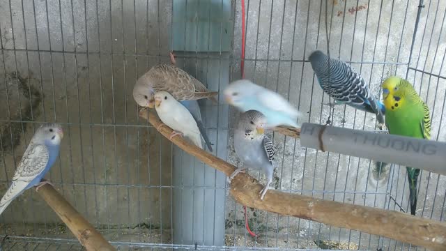 Lovee Birds In A Cage Cared For As Pets