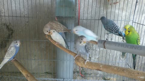 Lovee Birds In A Cage Cared For As Pets