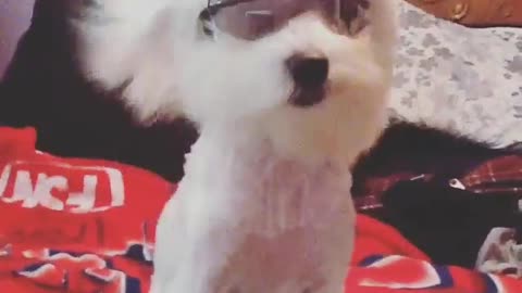 Hair dryer on white puppys face