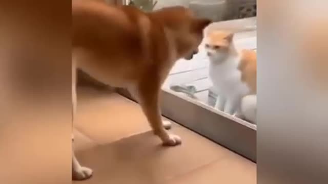 Cats and dogs fighting very funny 😄 Try not to laugh