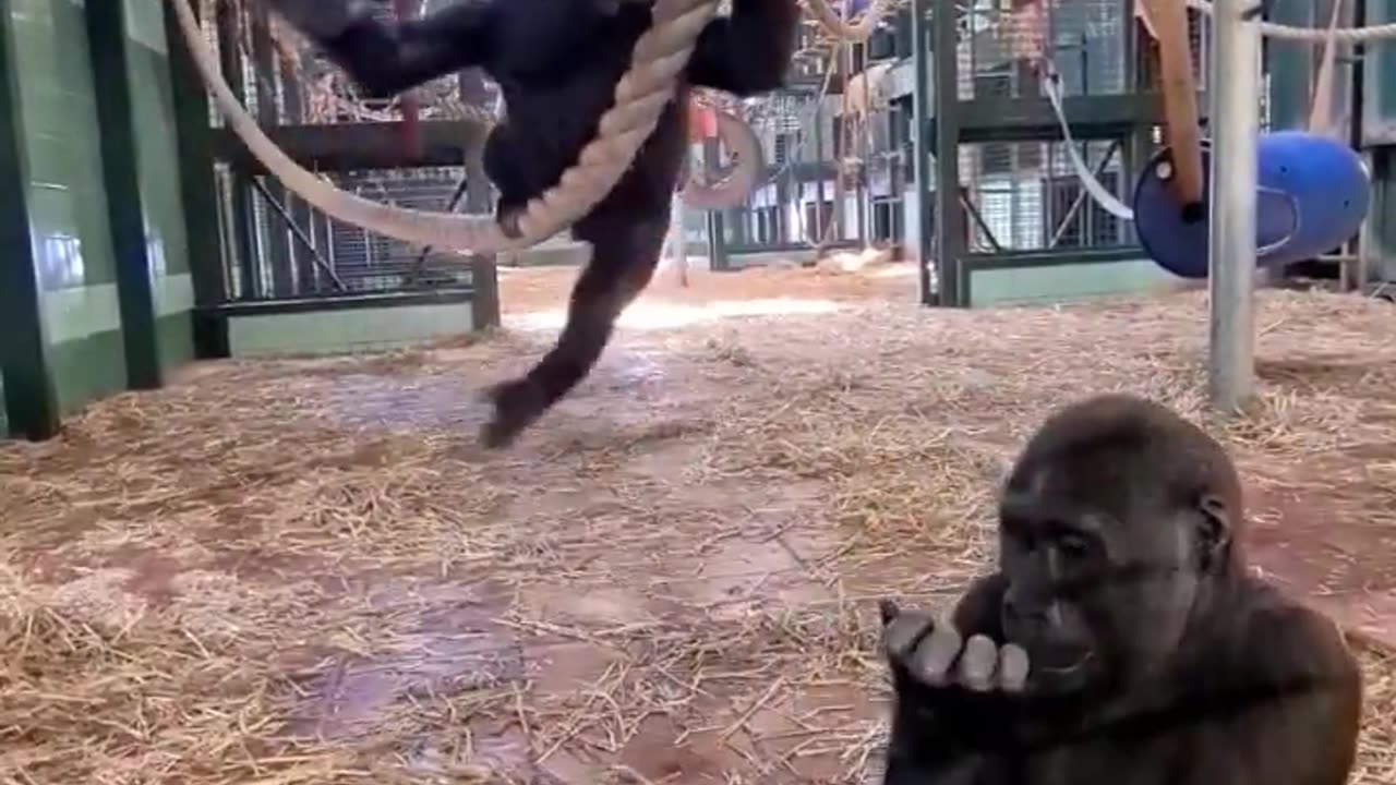 Have you ever seen gorillas playing with bubbles!. #gorilla #playing #play #youtubeshorts #shorts