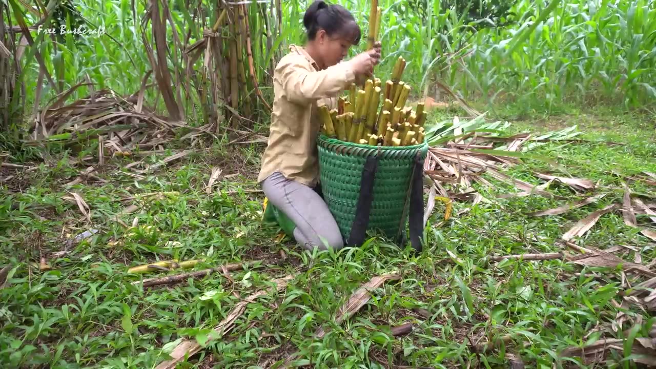 FULL VIDEO- Harvest Mushrooms, Sugarcane, Tomatoe