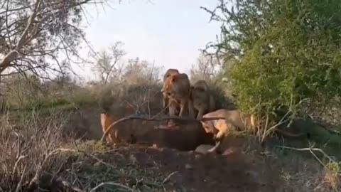 How lions hunt boars.