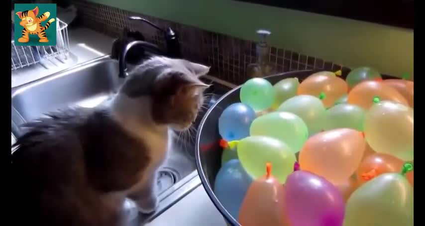 The Best Funny Cats Videos #15