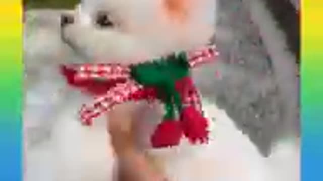 Cute and Funny Cat Video Compilation #1