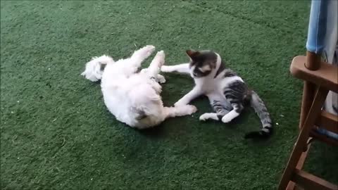 Watch Rolly's dog play with Linda's cat