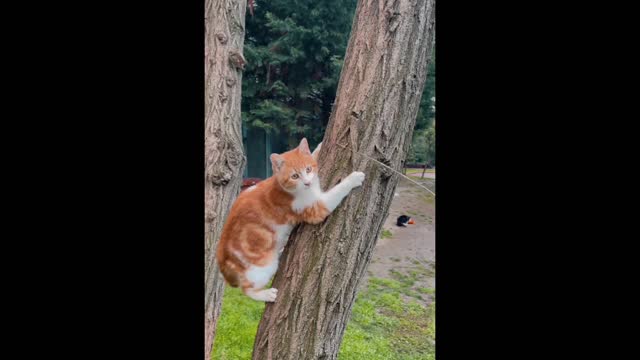 Cat Playing on a Tree Trunk