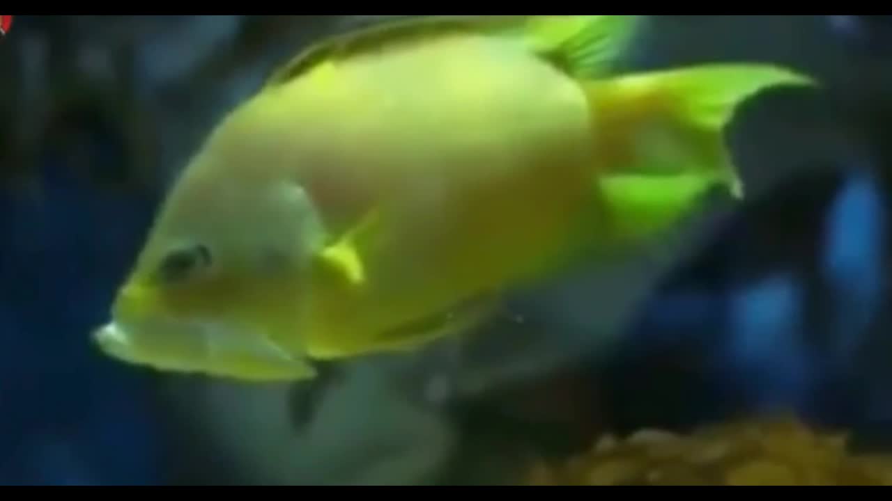 fish feeding on other fish