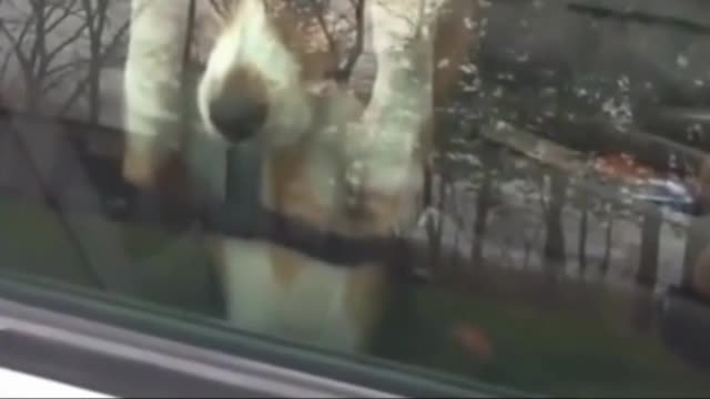 Funny dog video that has really amused me before posting it!!