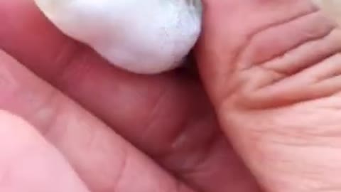 WoW! Catching Seafood Videos (Fish, Crab, Octopus...) | Amazing Fishing