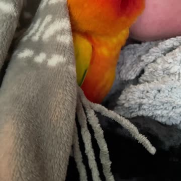 Parrot cuddles and kisses mom