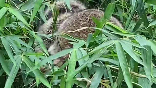 Little Panda at play