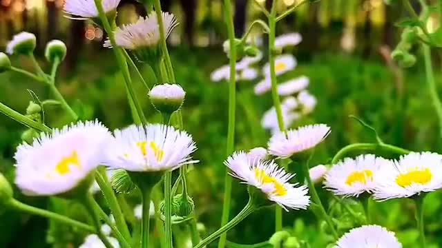 A small white flower