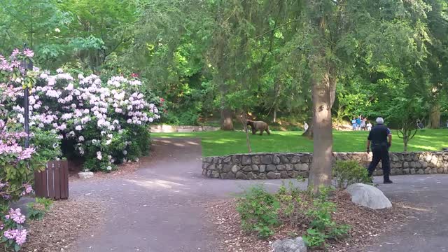 Bear Wandering in Park