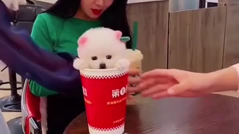 Baby Dog Funny Cute Dog Videos Compilation 2021 #funnyanimals #shorts #shorts