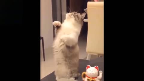 cute and funny pets