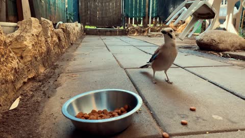 Eurasian Jay Eating Dog Food (13)